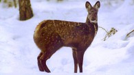 The musk deer Moschus moschiferus. Image credit: © Grigori Mazmanyants / WWF-Canon.