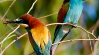 European bee-eaters (Merops apiaster). Image credit: Rashuli / CC BY 2.0.