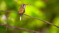Male Long-billed hermits (Phaethornis longirostris) use their beaks as a weapon during territorial disputes. Image credit: © Maxime Aliaga.