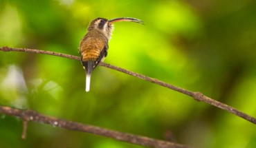 Male Long-billed hermits (Phaethornis longirostris) use their beaks as a weapon during territorial disputes. Image credit: © Maxime Aliaga.