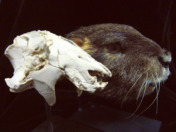 The cast of the skull of Vintana sertichi with life reconstruction. Credit: Joseph Groenke, Stony Brook University / Gary Staab, Staab studios.