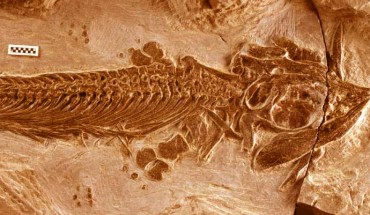 Cartorhynchus lenticarpus. Image credit: Ryosuke Motani / University of California, Davis.