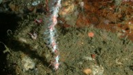 Leptogorgia sp. nov. Image credit: NOAA.