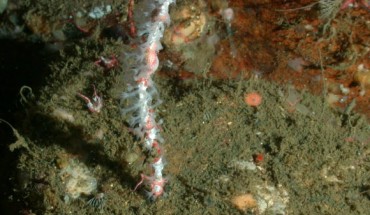 Leptogorgia sp. nov. Image credit: NOAA.