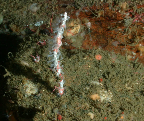 Leptogorgia sp. nov. Image credit: NOAA.