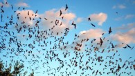 Mexican free-tailed bats (Tadarida brasiliensis) exiting Bracken Bat Cave in southern Comal County, Texas. Image credit: Ann Froschauer / U.S. Fish and Wildlife Service.