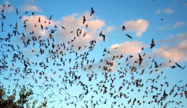 Mexican free-tailed bats (Tadarida brasiliensis) exiting Bracken Bat Cave in southern Comal County, Texas. Image credit: Ann Froschauer / U.S. Fish and Wildlife Service.