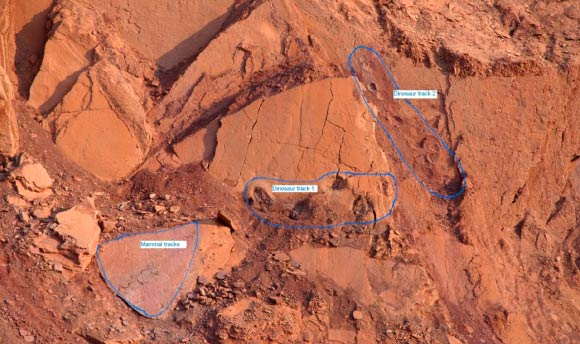 Mammal and dinosaur trackways. Image credit: Octávio Mateus.