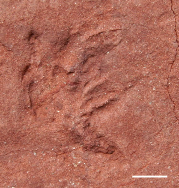 Track of a raccoon-sized animal. Scale bar – 1 cm. Image credit: Octávio Mateus.