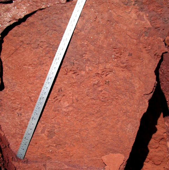 Prehistoric crocodile trackway. Image credit: Octávio Mateus.