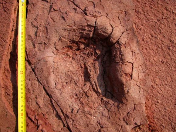 Dinosaur track. Image credit: Octávio Mateus.