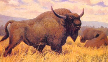 The Steppe bison (Bison priscus) by Constantine Flerow, 1989.