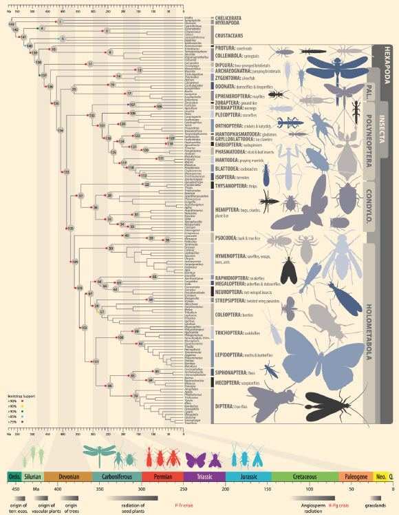 This is the most comprehensive insect family tree to date; the time line at the bottom of the tree relates the geological origin of insect clades to major geological and biological events. Image credit: Bernhard Misof et al / Science, doi: 10.1126/science.1257570.