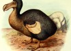 The dodo (Raphus cucullatus) by Frederick William Frohawk, 1905.