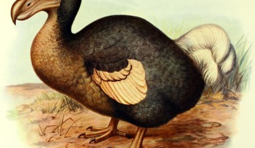 The dodo (Raphus cucullatus) by Frederick William Frohawk, 1905.