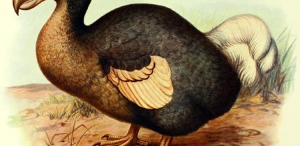The dodo (Raphus cucullatus) by Frederick William Frohawk, 1905.