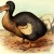 The dodo (Raphus cucullatus) by Frederick William Frohawk, 1905.