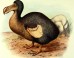 The dodo (Raphus cucullatus) by Frederick William Frohawk, 1905.