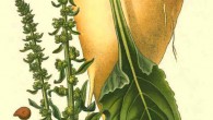Sugar beet (Beta vulgaris) from the Atlas des plantes de France, 1891.