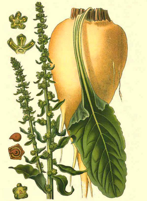 Sugar beet (Beta vulgaris) from the Atlas des plantes de France, 1891.