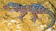 Paroedura hordiesi, adult male. Image credit: Glaw F et al.