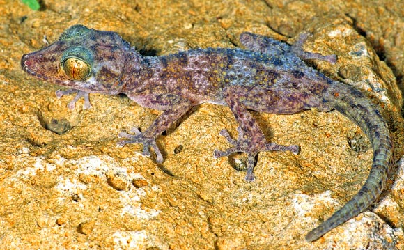 Paroedura hordiesi, adult male. Image credit: Glaw F et al.