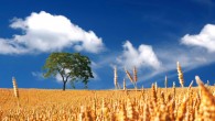 Intensification of agriculture is a driver of changes in the seasonal characteristics of the global carbon cycle.