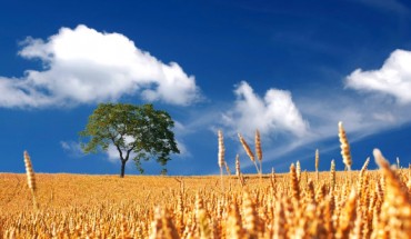 Intensification of agriculture is a driver of changes in the seasonal characteristics of the global carbon cycle.