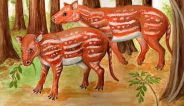 Cambaytherium thewissi. Image credit: Elaine Kasmer.