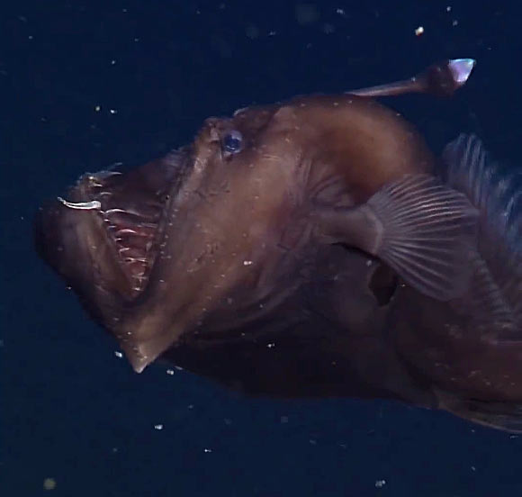 Black seadevil (probably Melanocetus johnsonii), about 9 cm long. Image credit: © Monterey Bay Aquarium Research Institute.