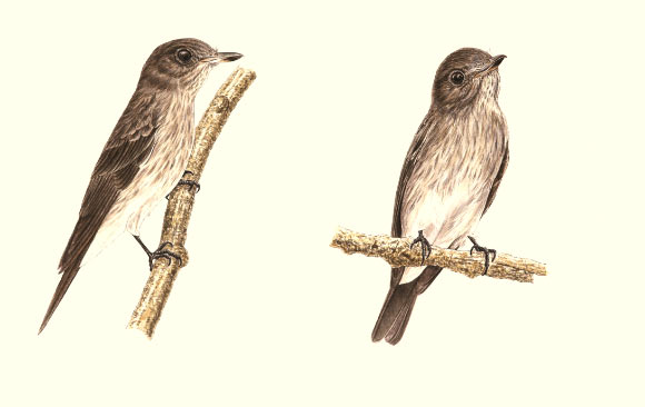 The Sulawesi streaked flycatcher (Muscicapa sodhii), painting by Teo Nam Siang.