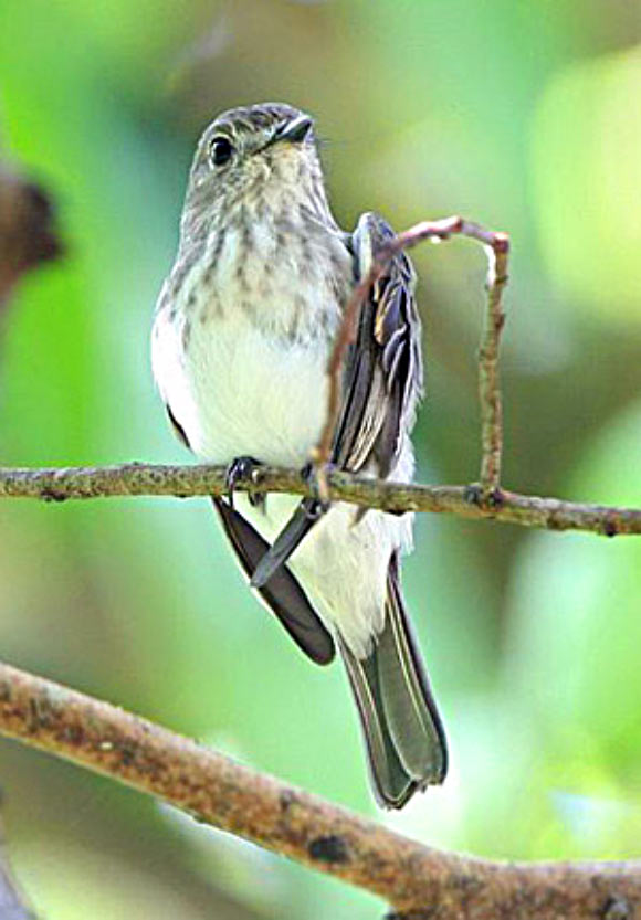 The Sulawesi streaked flycatcher (Muscicapa sodhii). Image credit: © Martin Lindop.