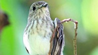 The Sulawesi streaked flycatcher (Muscicapa sodhii). Image credit: © Martin Lindop.