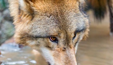 Dogs and cats need to move fluid against gravity into the body by means other than suction; they do this by lapping fluid with their tongue. When a dog drinks, it curls its tongue posteriorly while plunging it into the fluid and then quickly withdraws its tongue back into the mouth. During this fast retraction fluid sticks to the ventral part of the curled tongue and is drawn into the mouth due to inertia. The scientists studied several variations of this drinking behavior among many dog breeds, specifically, the relationship between tongue dynamics and geometry, lapping frequency, and dog weight; and also compared the results with the physical experiment of a rounded rod impact onto a fluid surface. Image credit: Emmanuel Keller aka Tambako The Jaguar / CC BY-ND 2.0.