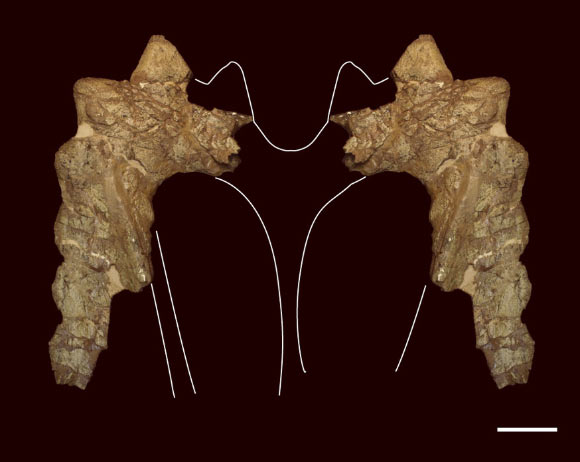 Frill of Pentaceratops aquilonius. Image credit: Nicholas R. Longrich.