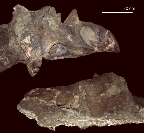 Kosmoceratops sp. nov., skull. Image credit: Nicholas R. Longrich.