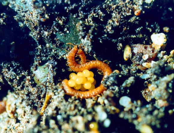 Strigamia maritima, a female and eggs. Image: © Carlo Brena.