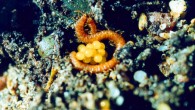 Strigamia maritima, a female and eggs. Image: © Carlo Brena.