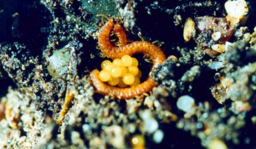 Strigamia maritima, a female and eggs. Image: © Carlo Brena.