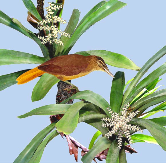 The Cryptic treehunter (Cichlocolaptes mazarbarnetti). Image credit: © Rolf Grantsau.