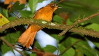 The newly-discovered bird, the Cryptic treehunter, was formerly confused with the Alagoas foliage-gleaner (photographed November, 2007 in Frei Caneca, Brazil). Image credit: © Ciro Albano, NE Brazil Birding / via Papeis Avulsos de Zoologia.