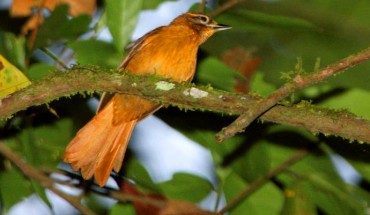 The newly-discovered bird, the Cryptic treehunter, was formerly confused with the Alagoas foliage-gleaner (photographed November, 2007 in Frei Caneca, Brazil). Image credit: © Ciro Albano, NE Brazil Birding / via Papeis Avulsos de Zoologia.