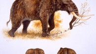 This illustration shows a reconstruction of an American mastodon (Mammut americanum) at the top; below is a comparison between an American mastodon and a woolly mammoth (Mammuthus primigenius). Image credit: © George ‘Rinaldino’ Teichmann.