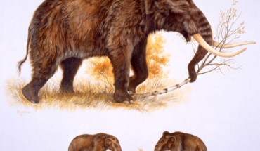 This illustration shows a reconstruction of an American mastodon (Mammut americanum) at the top; below is a comparison between an American mastodon and a woolly mammoth (Mammuthus primigenius). Image credit: © George ‘Rinaldino’ Teichmann.