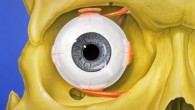 Normal anatomy of the human eye and orbit, anterior view. Image credit: Patrick J. Lynch / CC BY 2.5.