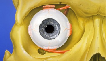 Normal anatomy of the human eye and orbit, anterior view. Image credit: Patrick J. Lynch / CC BY 2.5.