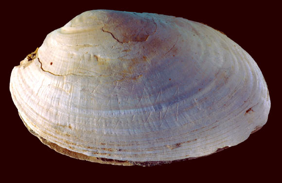 Pseudodon shell with the engraving made by Homo erectus. Image credit: Wim Lustenhouwer / VU University Amsterdam.