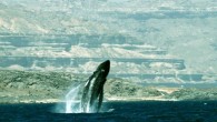 Arabian Sea Humpback whale photographed in Dhofar, Southern Oman. Image credit: T. Collins / D. MacDonald.