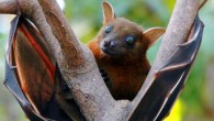 The Lesser short-nosed fruit bat (Cynopterus brachyotis). Image credit: Anton Croos / CC BY-SA 3.0.