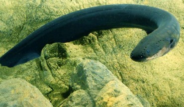 Electric eel (Electrophorus electricus). Image credit: Kenneth Catania / Vanderbilt University.